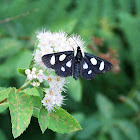 Eight -spotted Forester Moth