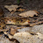 Common Garter Snake