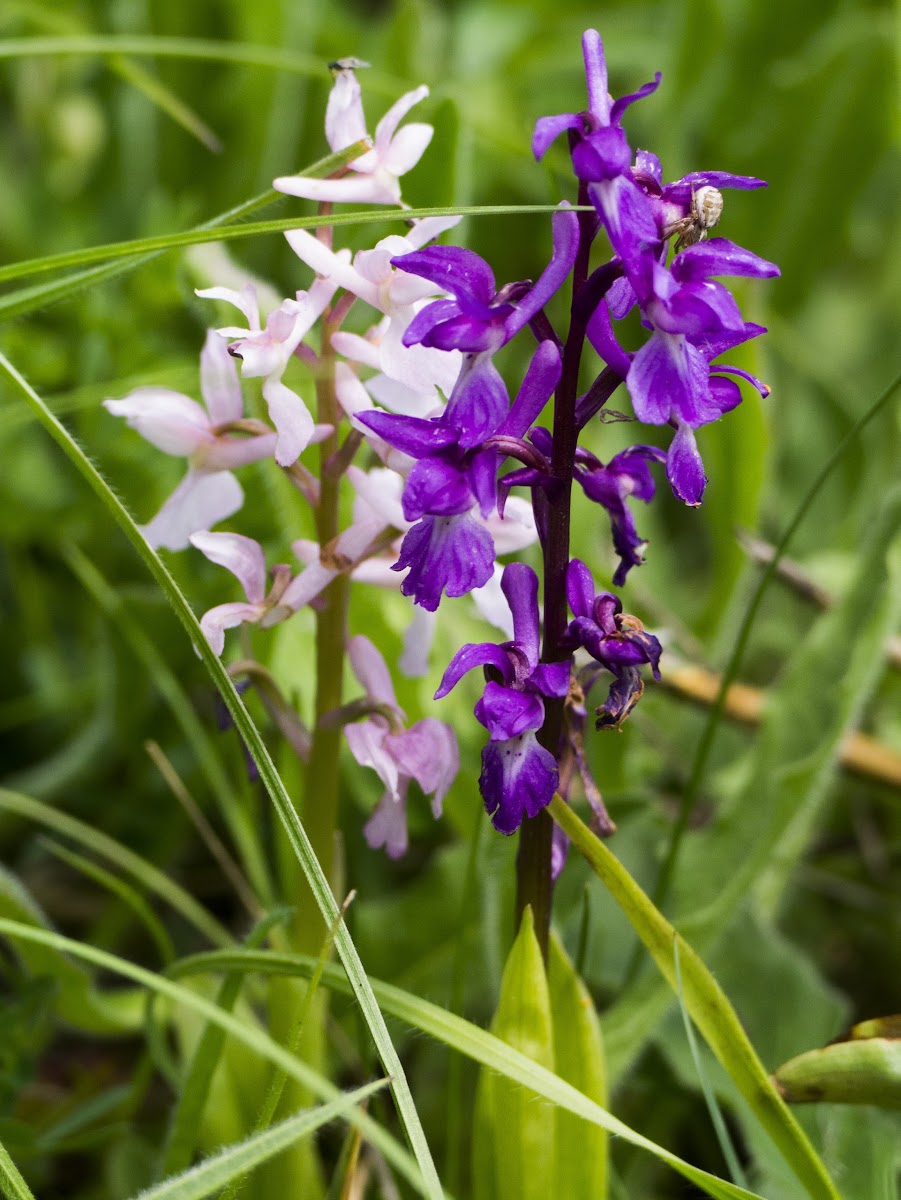 Early purple Orchid