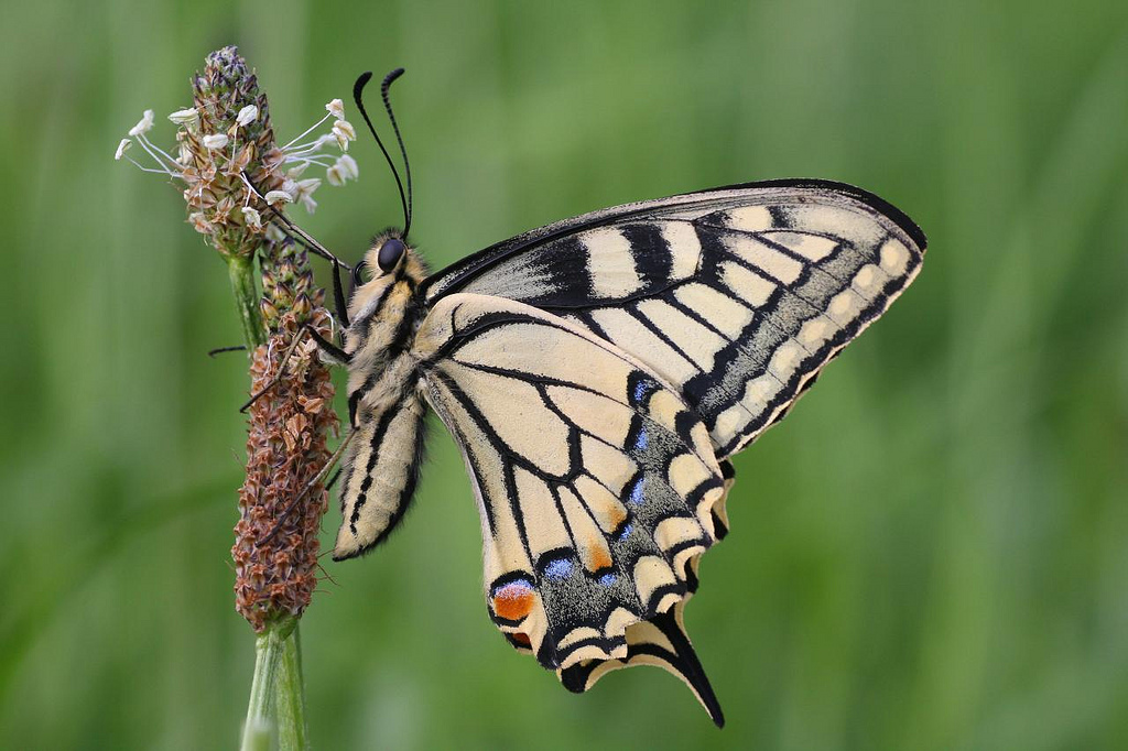 Swallowtail or Old World Swallowtail