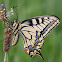 Swallowtail or Old World Swallowtail