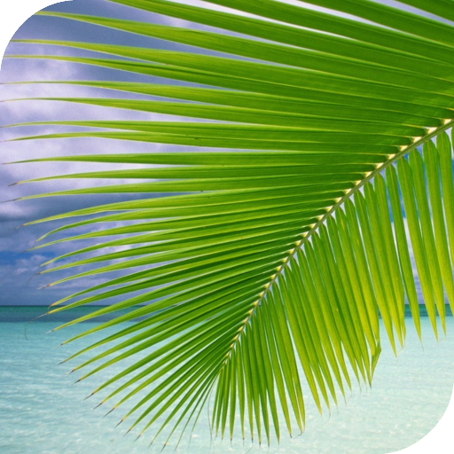 Palm on Beach Live Wallpaper LOGO-APP點子