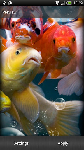 Koi Fish Live Wallpaper