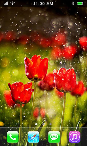 March 8 Tulips HD LWP