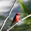 vermillian flycatcher