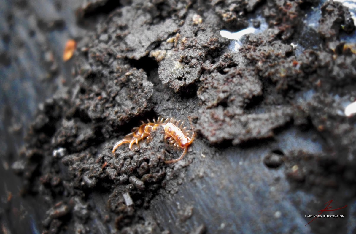 Brown Centipede, juvenile