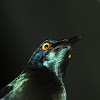 Red-shouldered Glossy-starling