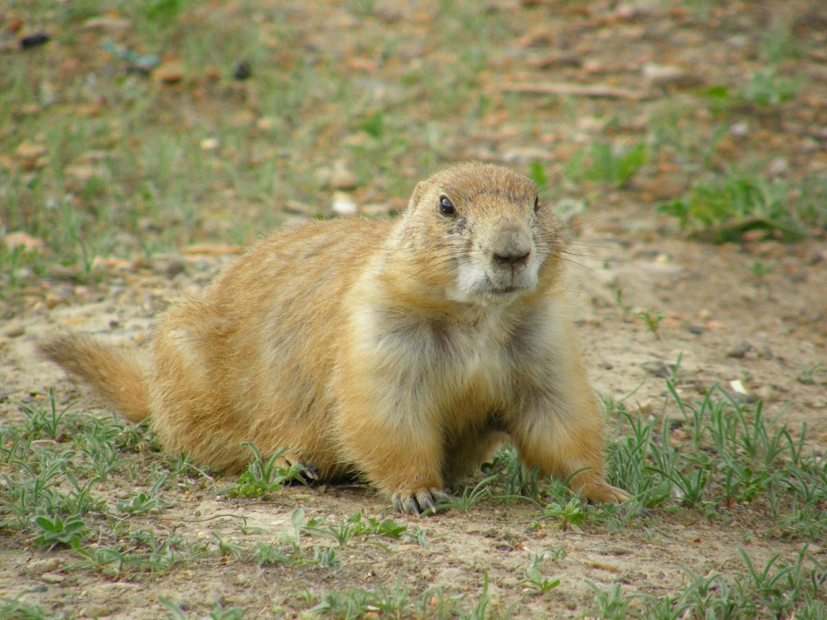 Prairie Dog