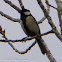 Great Tit; Carbonero Común