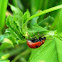 Broad-shouldered Leaf Beetle