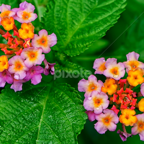 Twin in the wild by Putu Irpan Eka Ferdian - Flowers Flowers in the Wild