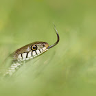 Grass Snake