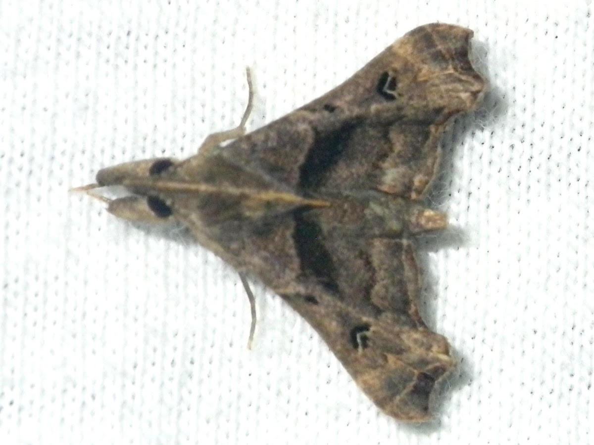 Faint-spotted Palthis