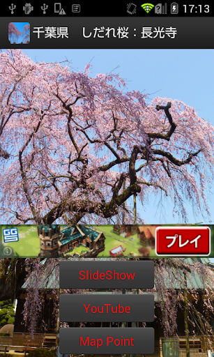 千葉県 しだれ桜：長光寺 JP122