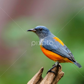 Orange Bellied Flowerpecker by Kuppusamy Ramesh - Animals Birds