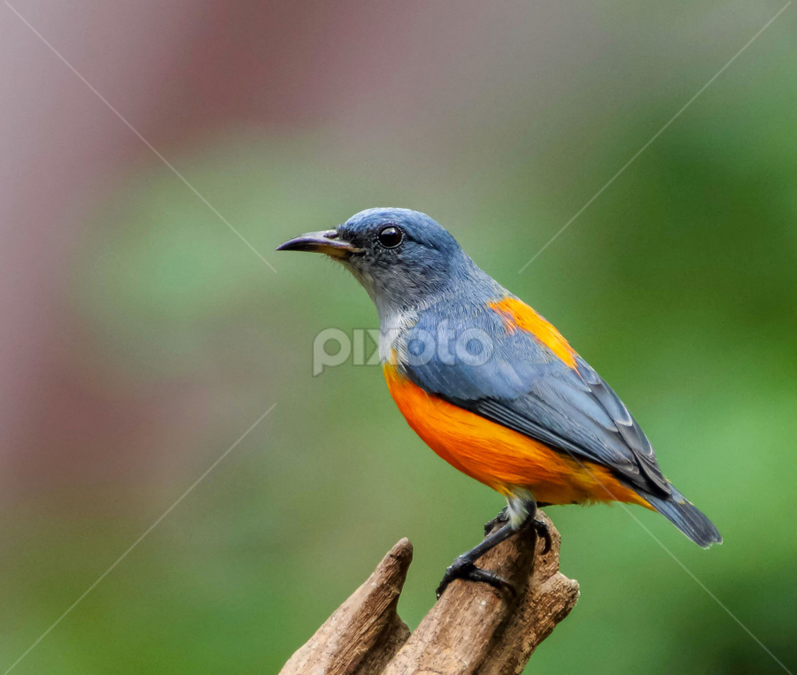 Orange Bellied Flowerpecker by Kuppusamy Ramesh - Animals Birds