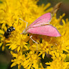 Inornate Pyrausta Moth