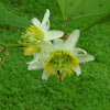 Passiflora flower