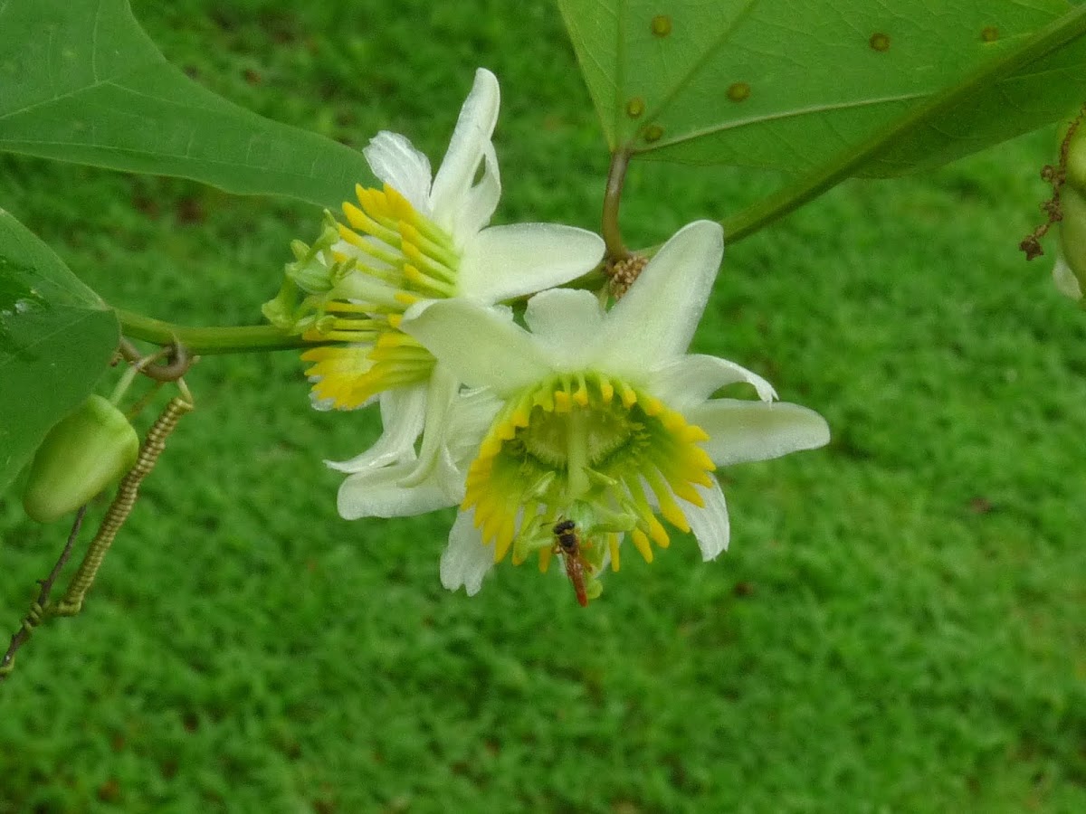 Passiflora flower