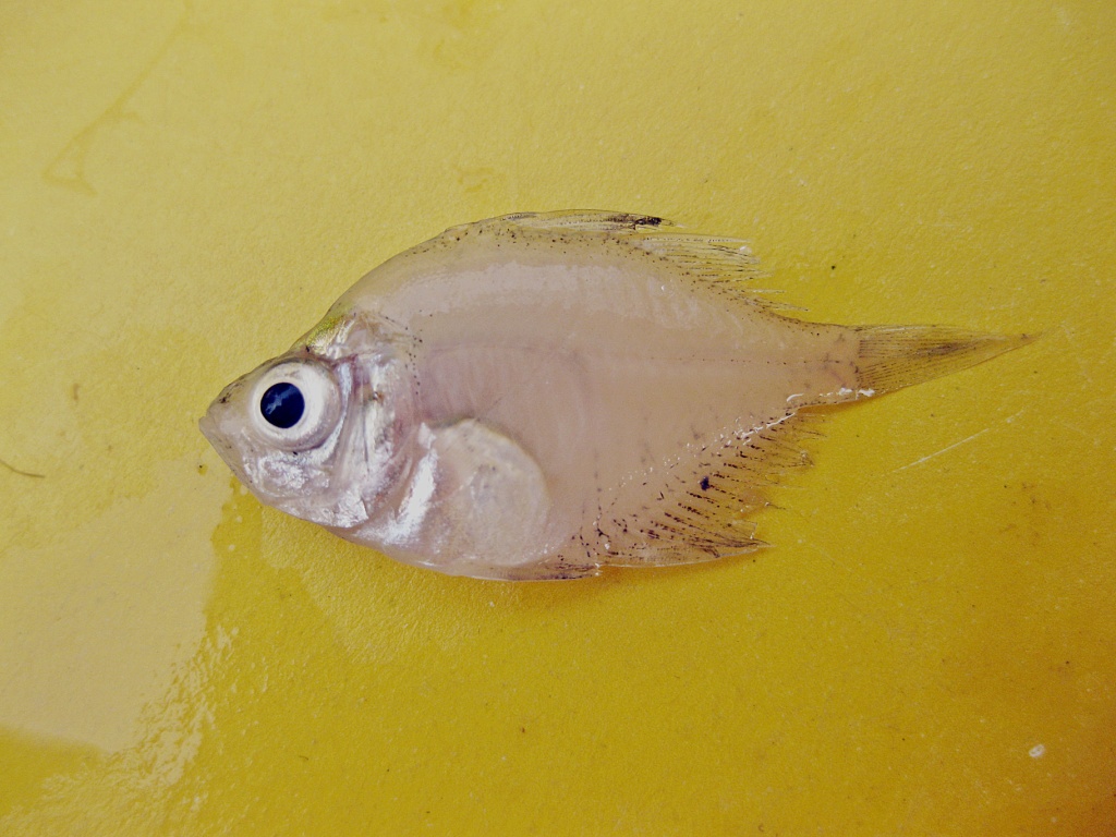 Indian glassy fish