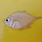 Indian glassy fish