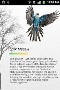 Free Download Chirping Clock APK for Android