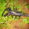 Asian giant forest scorpion