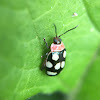 flea beetle