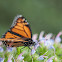 Monarch butterfly