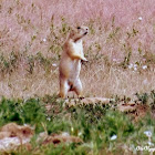 Prairie Dog