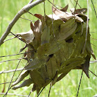 Weaver Ant Nest