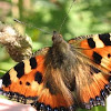 Small Tortoiseshell