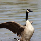 Canada geese