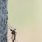 Anopheles mosquito - excreting