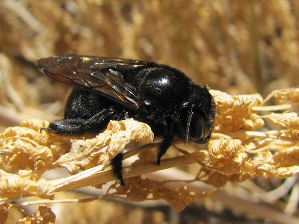 California Carpenter Bee | Project Noah