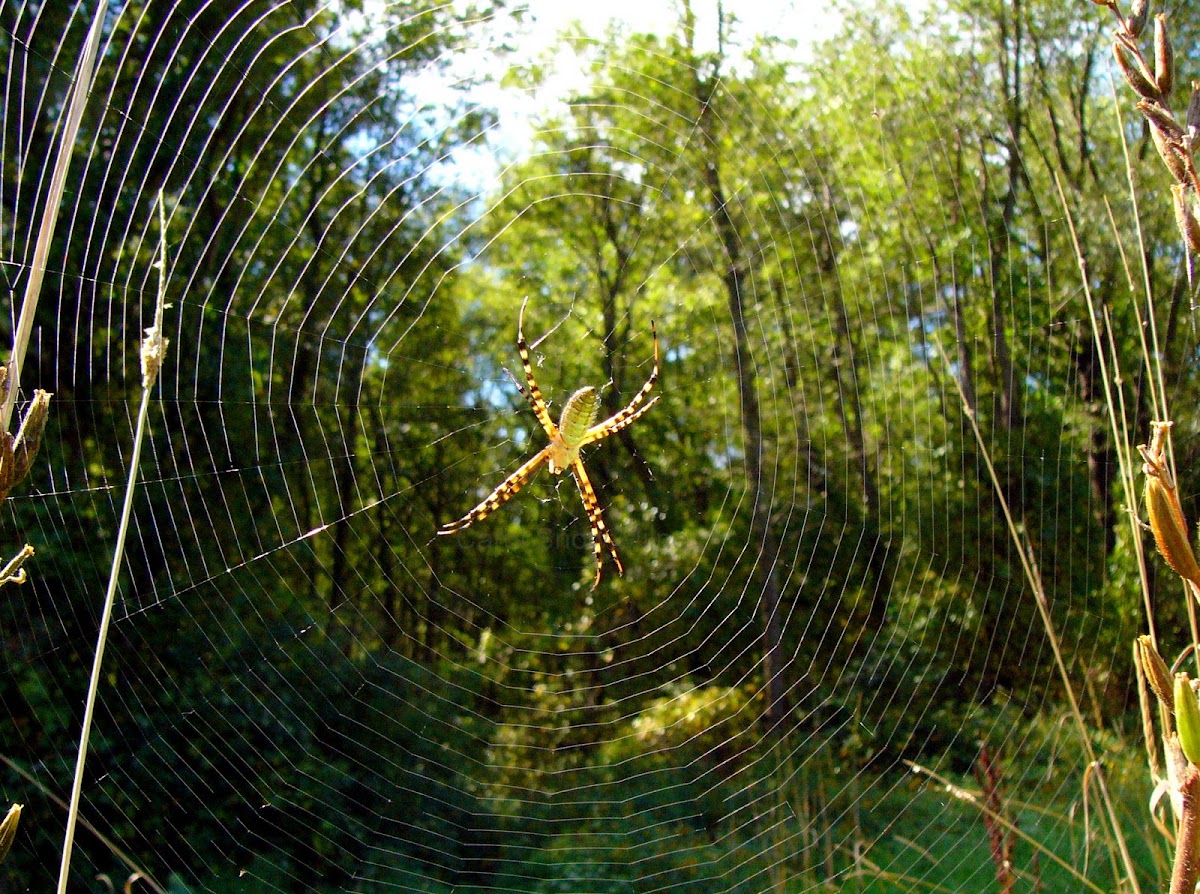 Banded Argiope on web