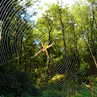 Banded Argiope on web