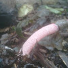 Dog stinkhorn