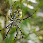 Banded orb weaver spider