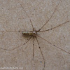 Longbodied cellar spider