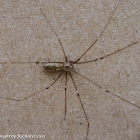 Longbodied cellar spider