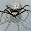 Banded Garden Spider (Reflection 3)