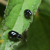 leaf beetle, Altica sp?