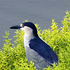 Black-Crowned Night Heron