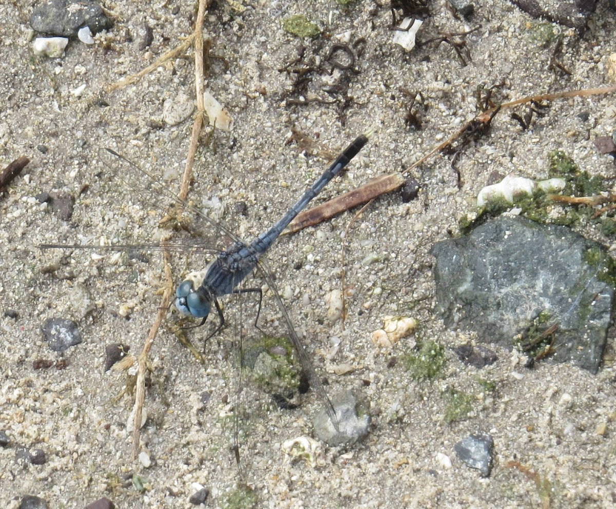 Indian Ground Skimmer Dragonfly