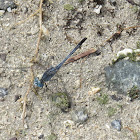 Indian Ground Skimmer Dragonfly