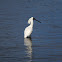 Royal Spoonbill