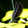 Ebony jewelwing damselfly, male