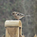 Common Chaffinch (female)