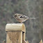 Common Chaffinch (female)
